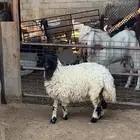 رخل نعيمي فل