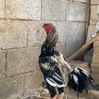 ديك بكستاني