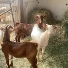 تيوس جذعان