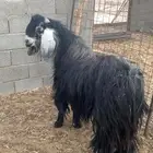 تيس