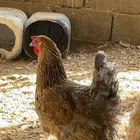 دجاج براهما دم صافي