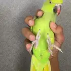 دره اليف ومتكلم