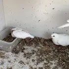 قماري