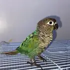 ببغاء كنيور اليف
