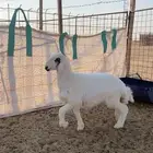 طلي حري