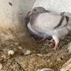 زغاليل سلفر سوبر جامبو