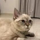 قط للأزواج الأم شيرازي ولاب هملايا