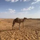 قعود للبيع على لبن امه