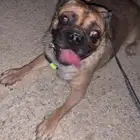كلب بق (pug) للبيع
