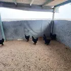 دجاج براهما العدد 8