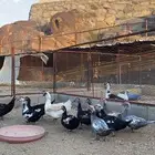 بط مصري سوبر جانبو