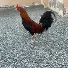 ديك باكستاني