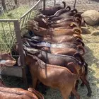 تيوس دهم