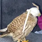 باشق للبيع وحش