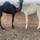 قعود و بكره