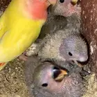 زوج روز بفروخه