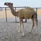 حشو قصب للبيع