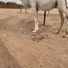 لقحه كفو