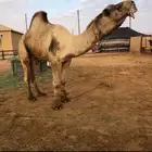 للبيع فحل ناب ساسه عوني مشروط من جميع العذاريب انتاجه موجود