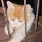 قطو مفقود