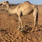 للبيع بكره لقيه