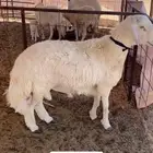 مشروع فحل للبيع