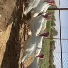 رومي