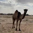 ضريبه صفرا