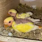 فروخ روز
