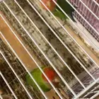 جوز روز معه فرخة