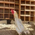 ديك ودجاج باكستاني