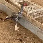 ثلاثة ديوك شامبو عمر ثمانية شهور