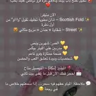 قطط سكواتش