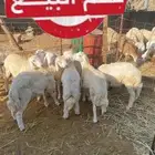 8 طليان سمان للمناسبات
