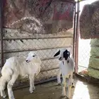 للبيع رخل و طلي