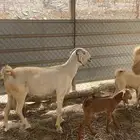 ماعز مقاني