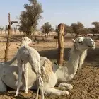ناقه خلفه