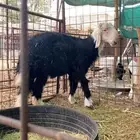 نجدي العمر 7 شهور