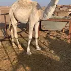 للبيع قعود باتلي