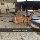 حاشي طيب موجود بالملحمة