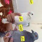 حمام زاجل نادر