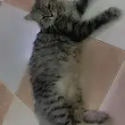 قطط تزاوج