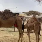 خلفة كفو هديه ماتتحرك تحتها قعود عمره 7 شهور ثاني حاشي لها