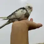 كروان نشبه