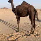 حقة للبيع قصب قني عسف تصلح لكلش