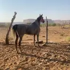 فرس شعبيه لقاح شهرين و20يوم فحص سونار