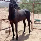 حصان كفو طربه حراره وسبق