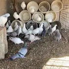 حمام للبيع