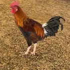 3 ديوك. 2 بلدي 1 ماكنتوش