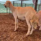 رخل جذعة دافع على السونار